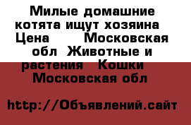 Милые,домашние котята ищут хозяина › Цена ­ 1 - Московская обл. Животные и растения » Кошки   . Московская обл.